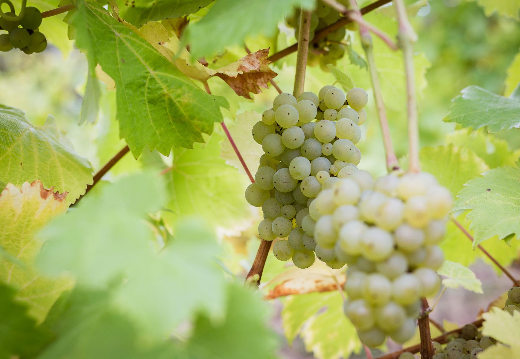 Careers in the Wine Industry by Plumpton College Issuu