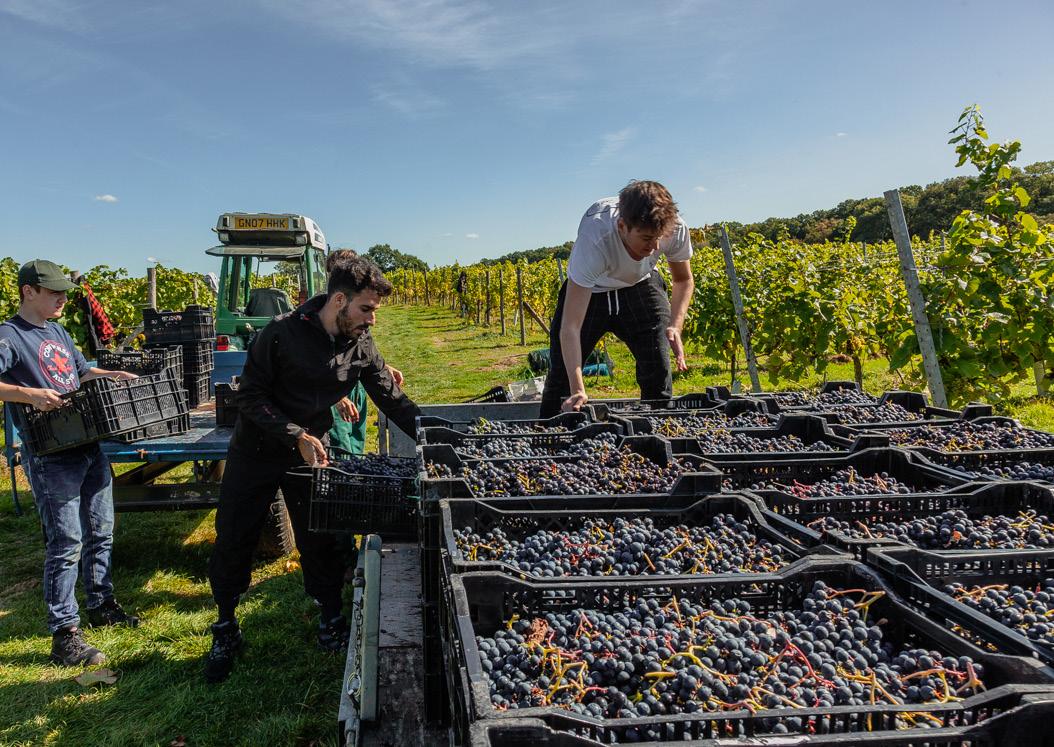 Careers in the Wine Industry by Plumpton College Issuu