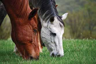 Spring Pasture Preparation