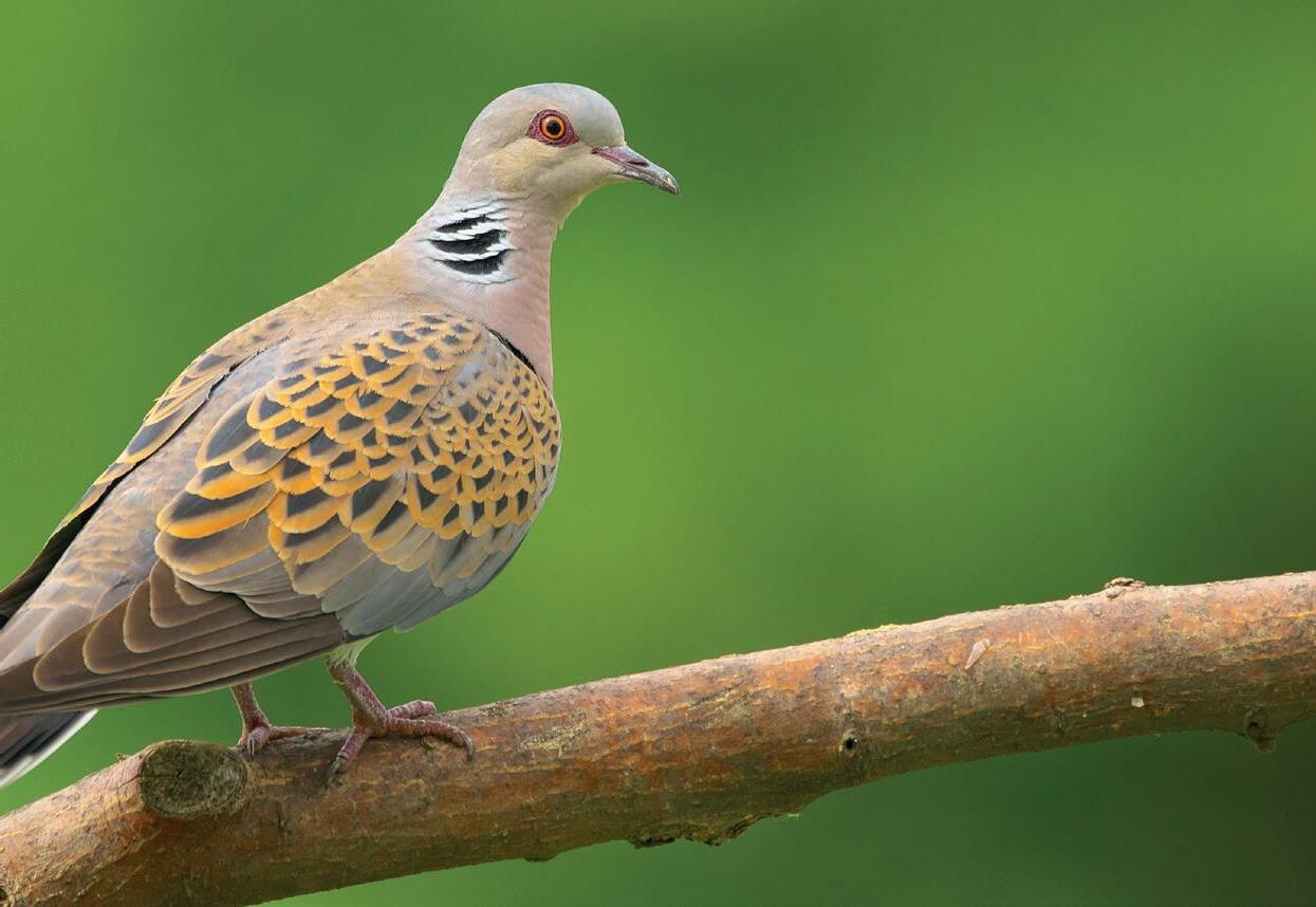 Wilder Kent Spring 2023 by Kent Wildlife Trust Issuu