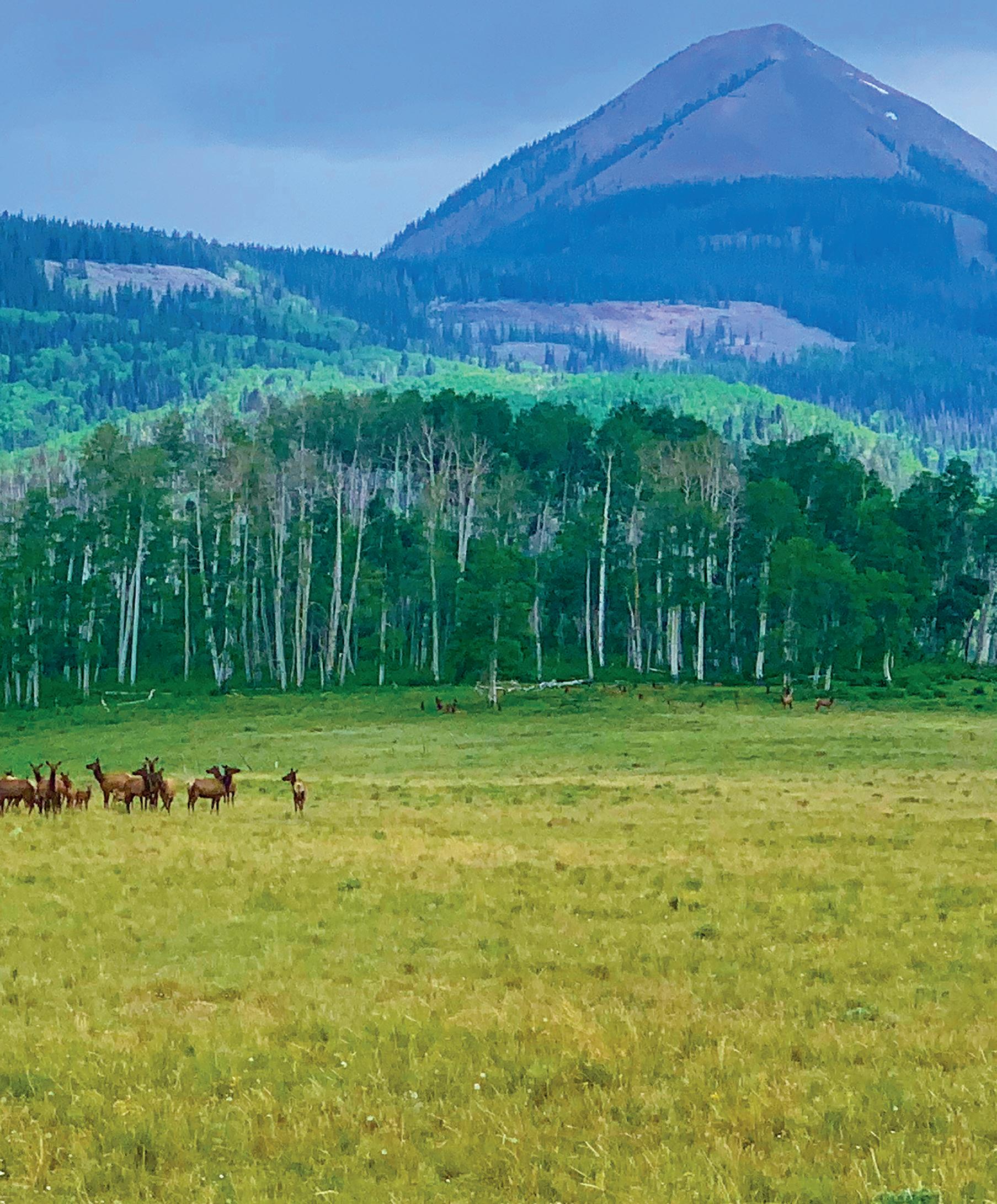 Are There Moose in Oklahoma? Discover the Mythical Creatures Roaming the Sooner State!