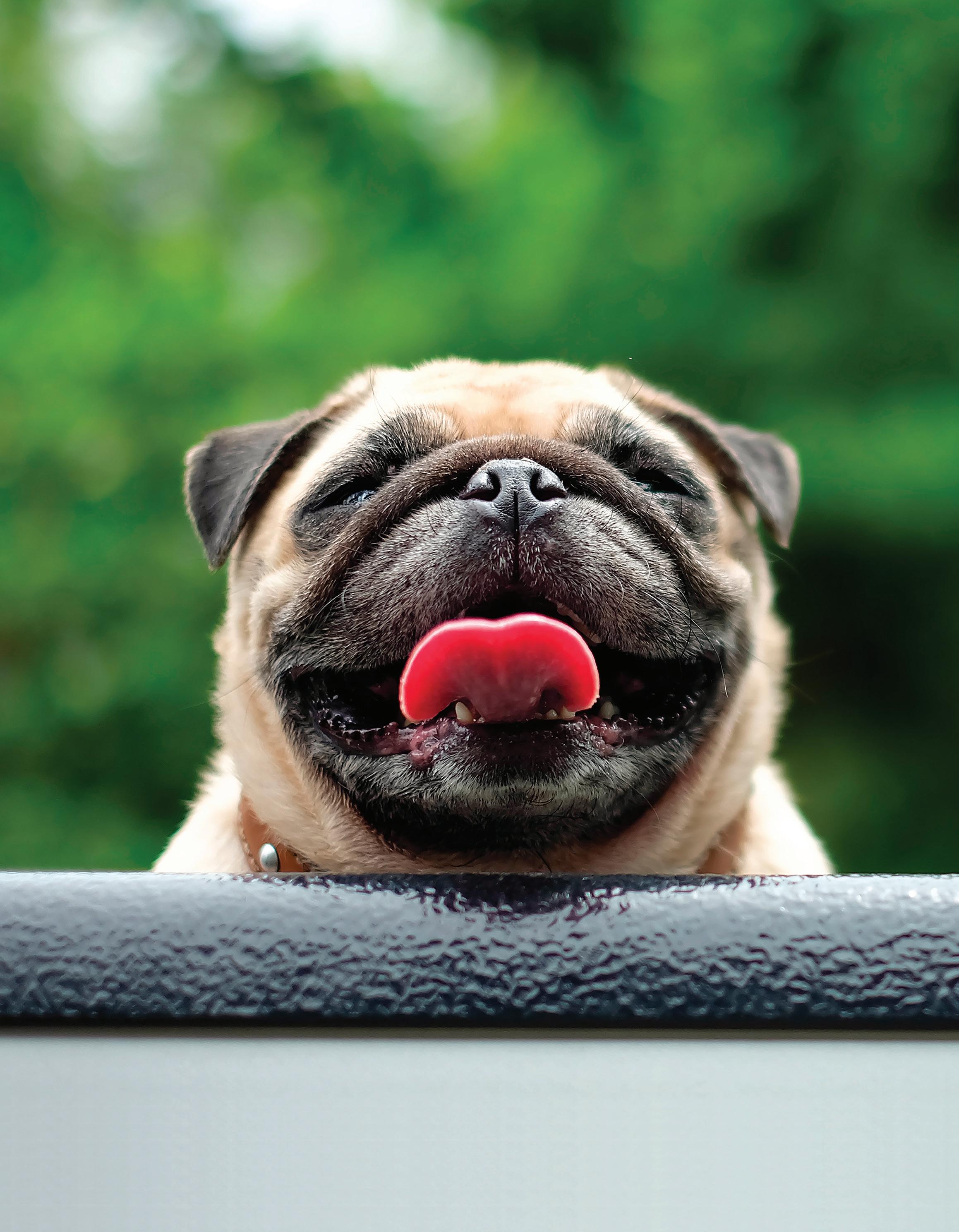 What Are Dog Lick Mats? - Whole Dog Journal