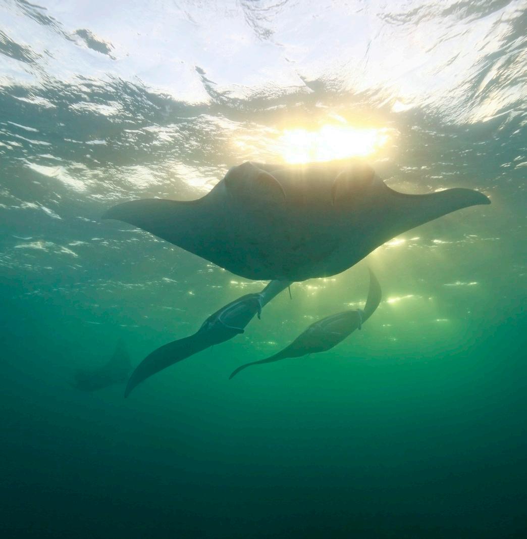 A Vanishing Act Maui’s Mysterious Manta Rays Issuu