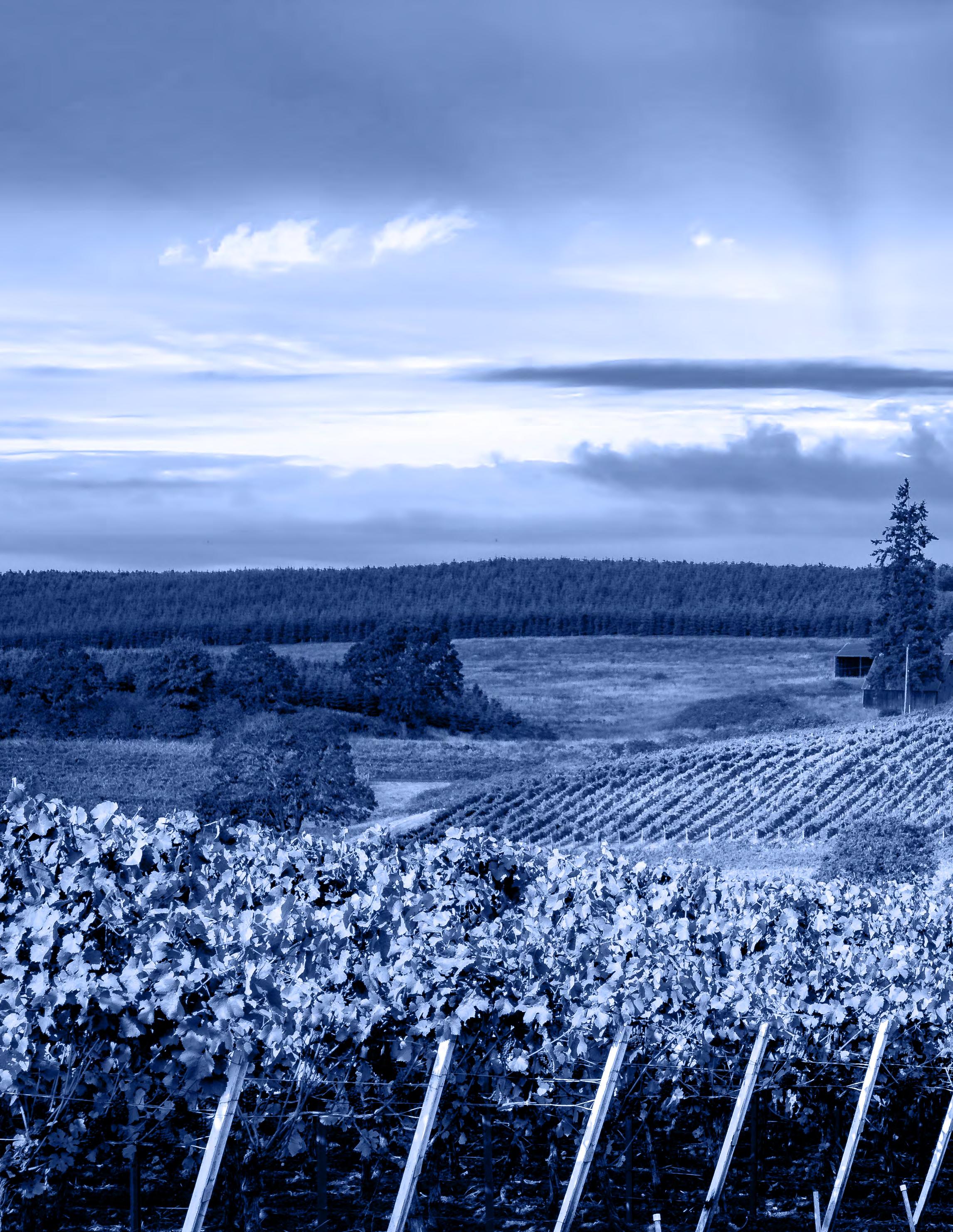 Winebow Upper Left (IL Brochure) by winebow Issuu