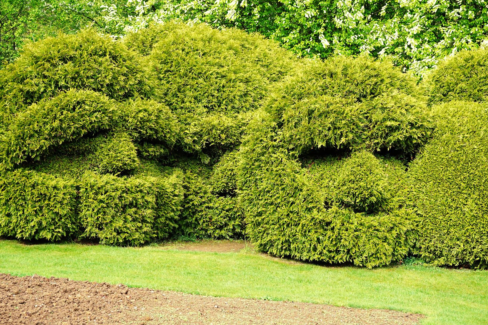 About Boxwood Hedges by Instant Hedge Issuu
