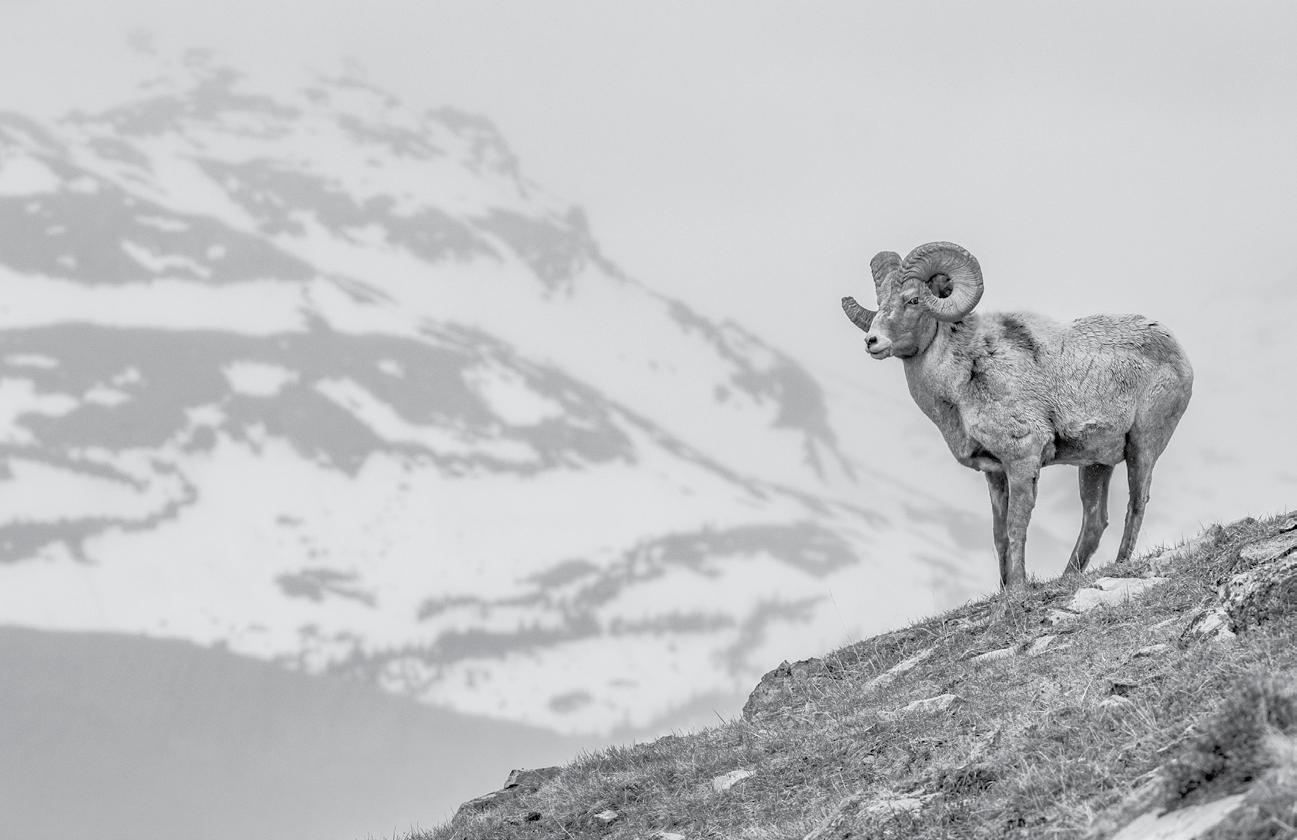 Cover for BIGHORN SHEEP CURRICULUM KIT