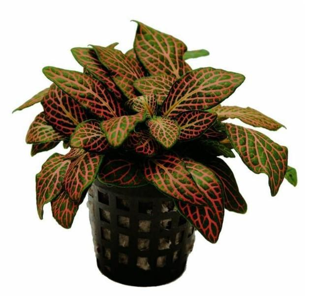 Buy Aquatic Plants and Fishes Online by Aqua Essentials Issuu