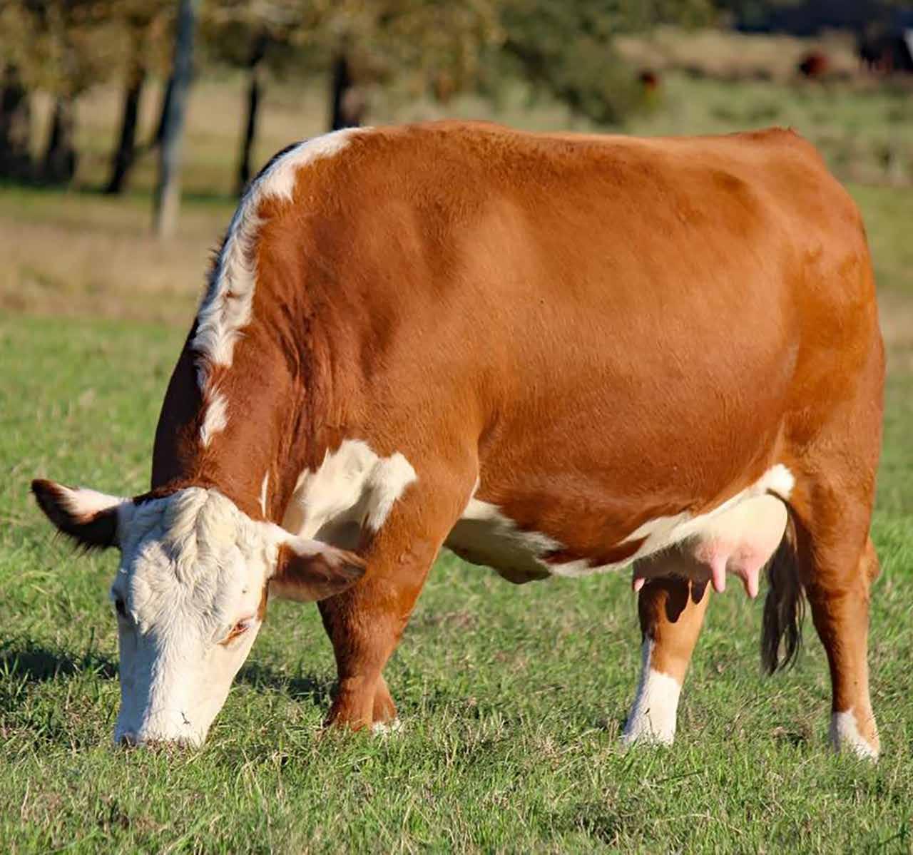 Mead Cattle & Innisfail Farm 3rd Joint Sale by American Hereford Association and Hereford World