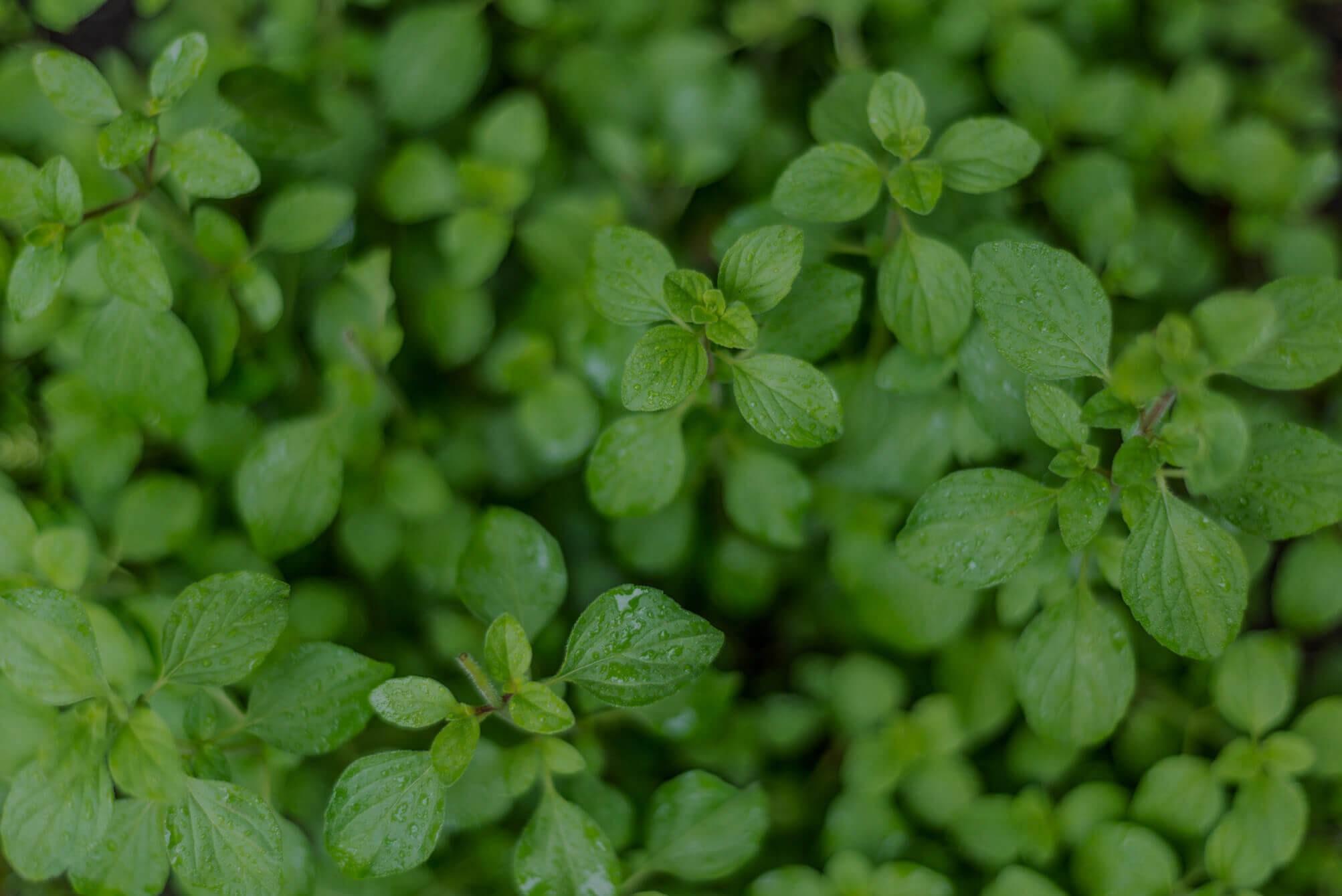 Oregano Oil Antibiotic by wildlife17 Issuu