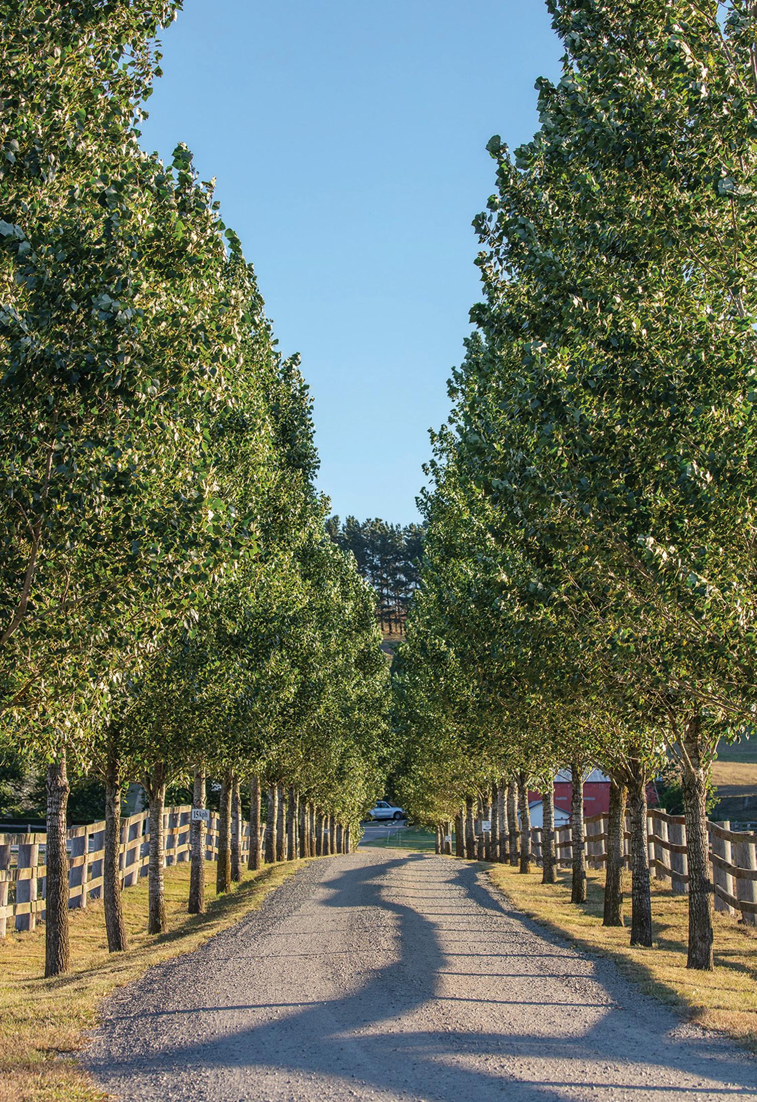 Ashbourne Design Guidelines by Novm Issuu