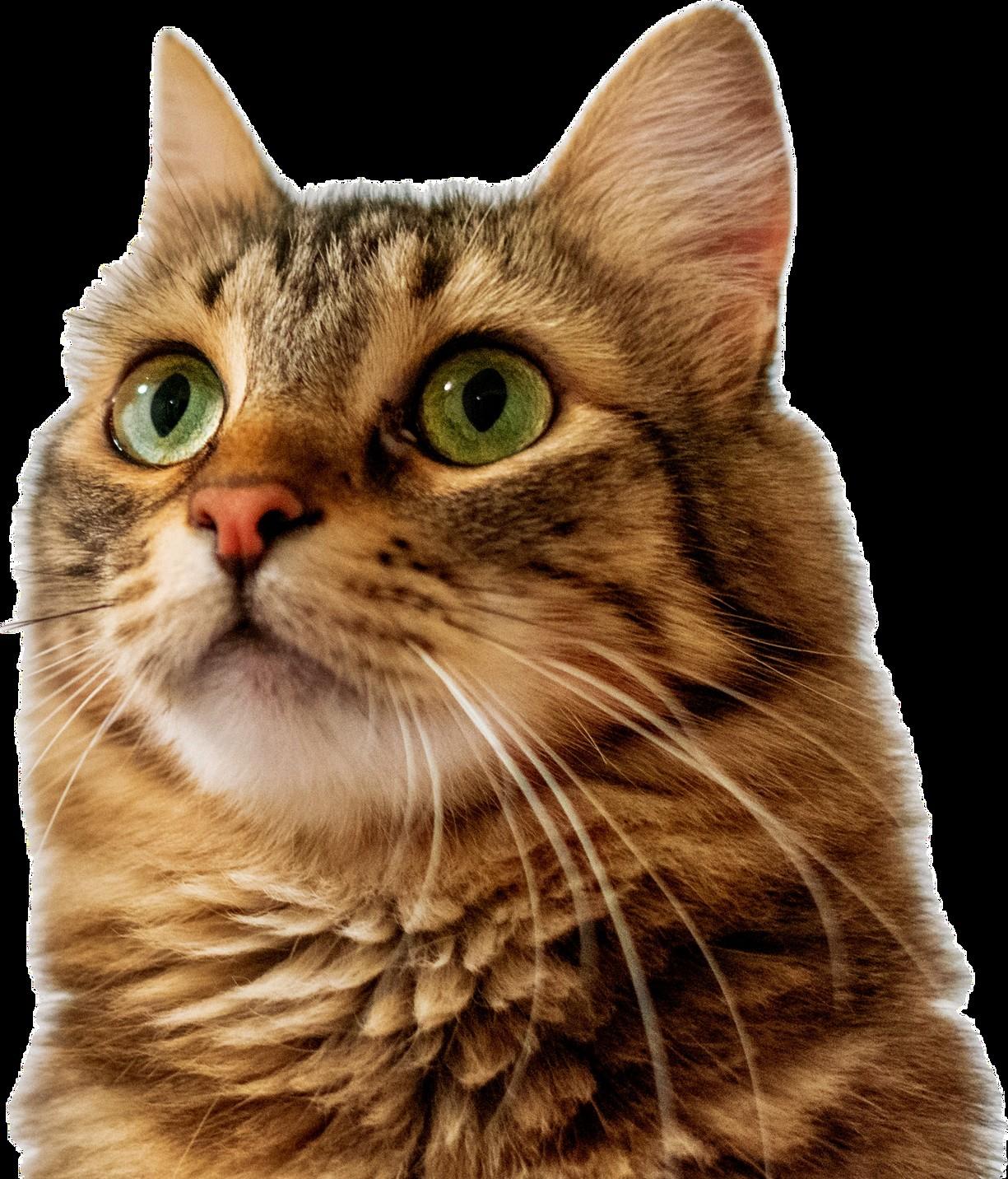 The Ultimate Guide to Traveling with Pets on Air Canada by Air Canada