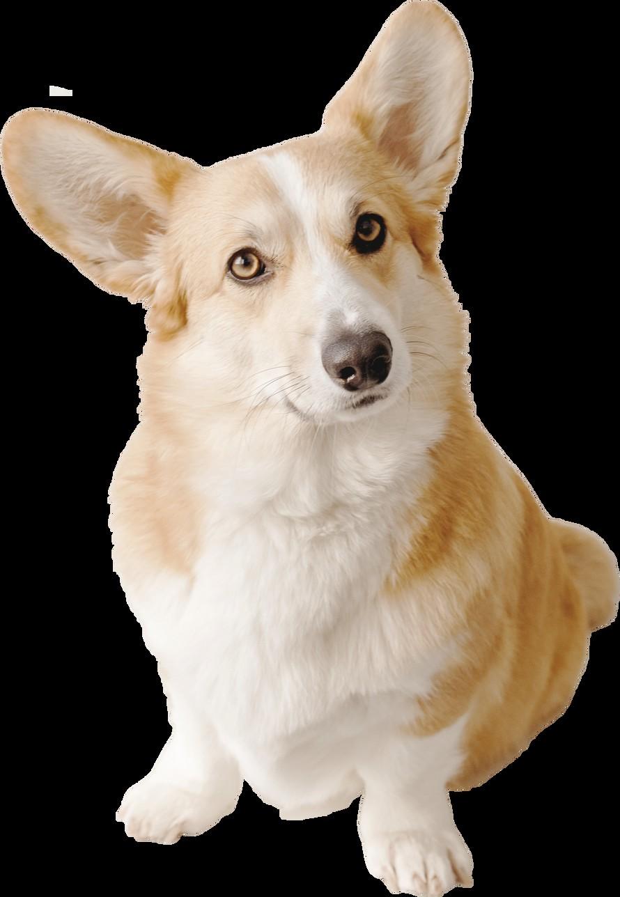 The Ultimate Guide to Traveling with Pets on Air Canada by Air Canada