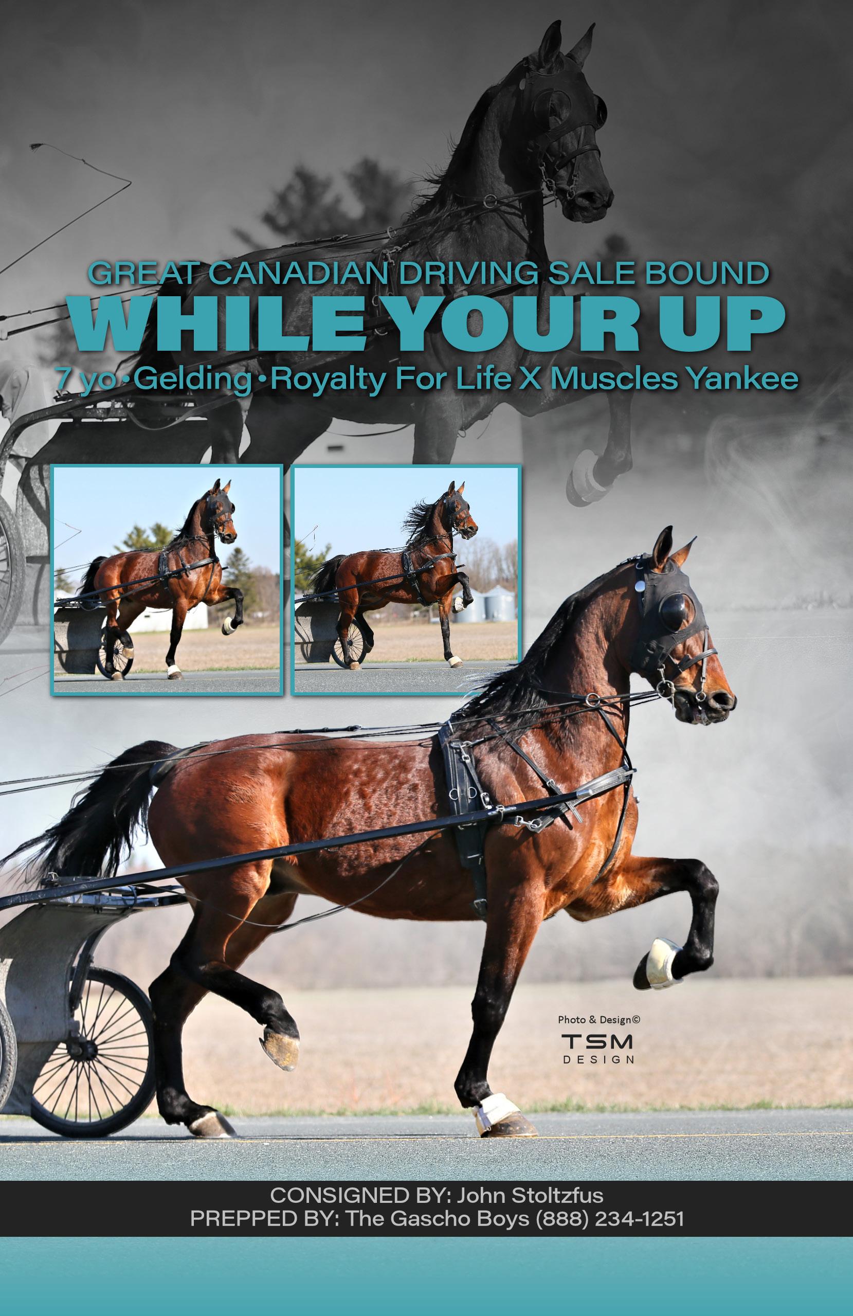 2023 Great Canadian Dutch Harness & Driving Horse Sale by tailoredtsm