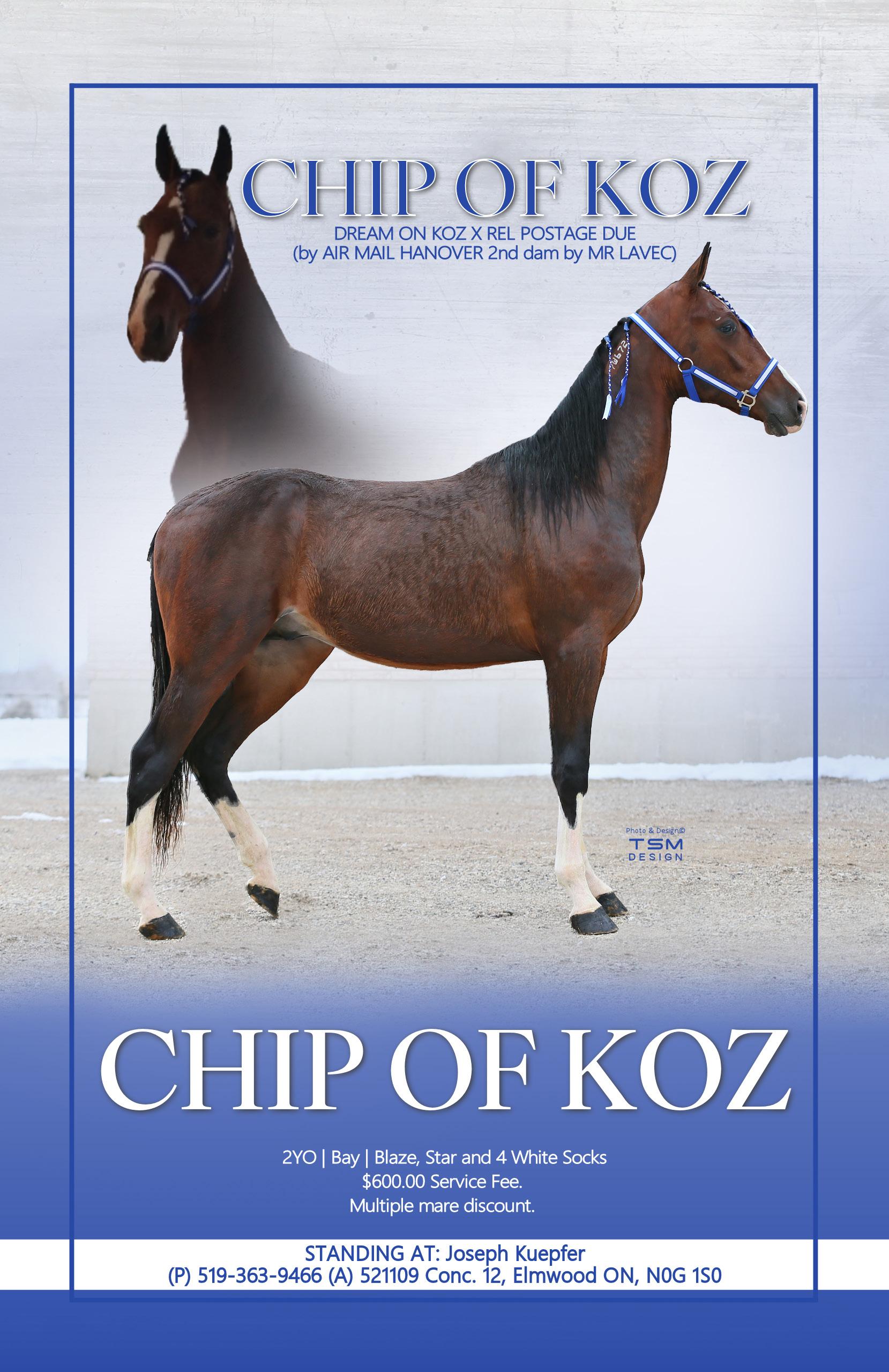 2023 Great Canadian Dutch Harness & Driving Horse Sale by tailoredtsm