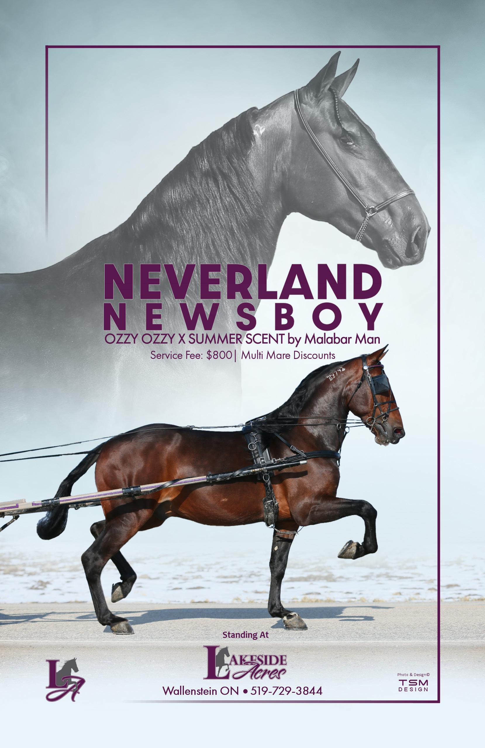 2023 Great Canadian Dutch Harness & Driving Horse Sale by tailoredtsm