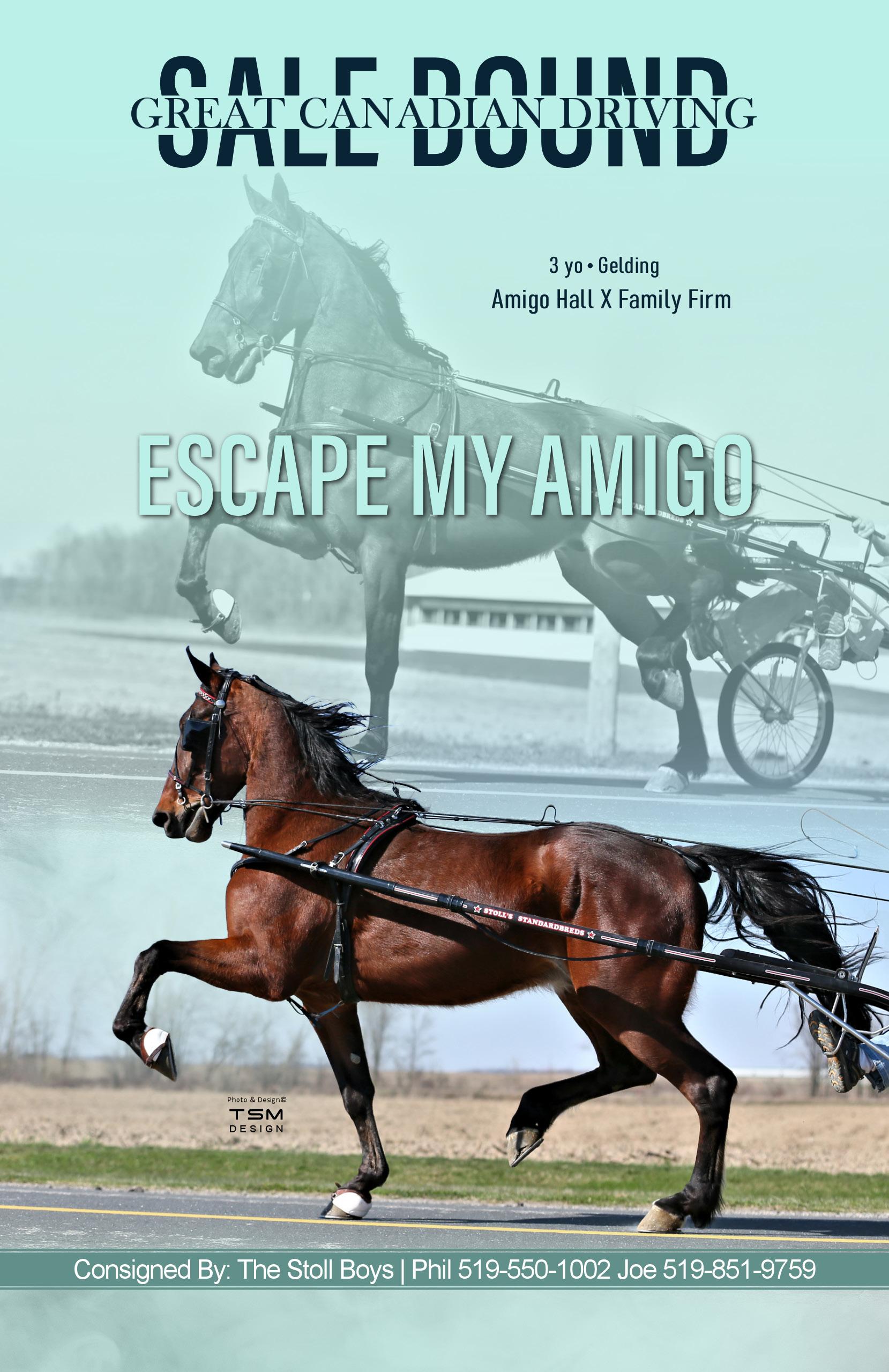 2023 Great Canadian Dutch Harness & Driving Horse Sale by tailoredtsm