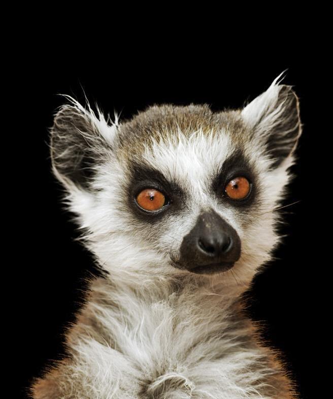 ‘Tools’ to teach with – two examples - Issuu