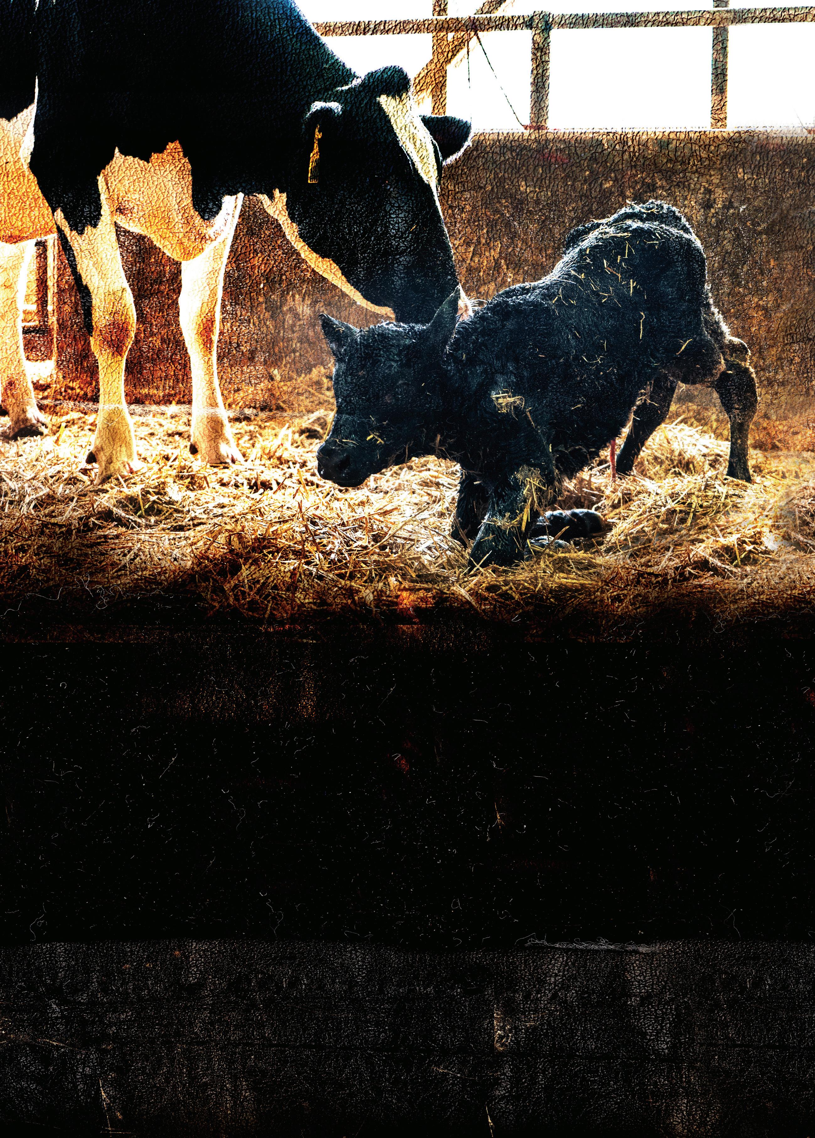 Semex - April 2023 Australia Catalogue by Semex - Issuu