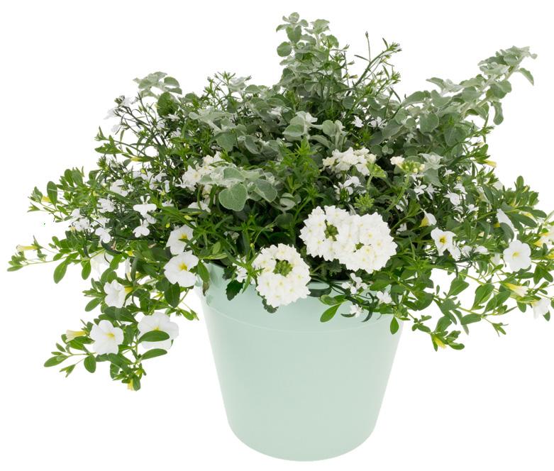 Interflower | Folder 08 2023 by grsretail - Issuu
