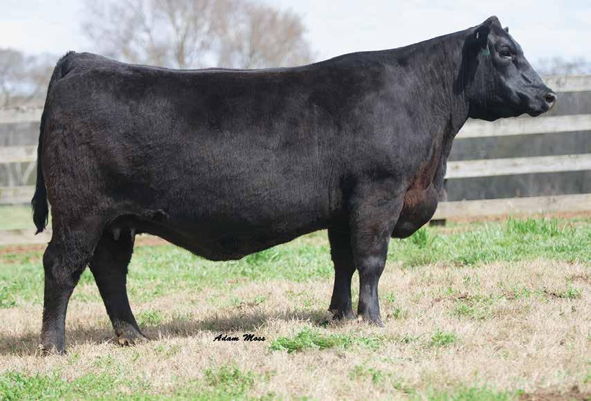 High Ridge Farms Complete Dispersal Sale by The Stockman Issuu