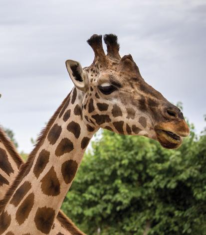 ZOO VOLUNTEER! WHAT’S IT REALLY LIKE?