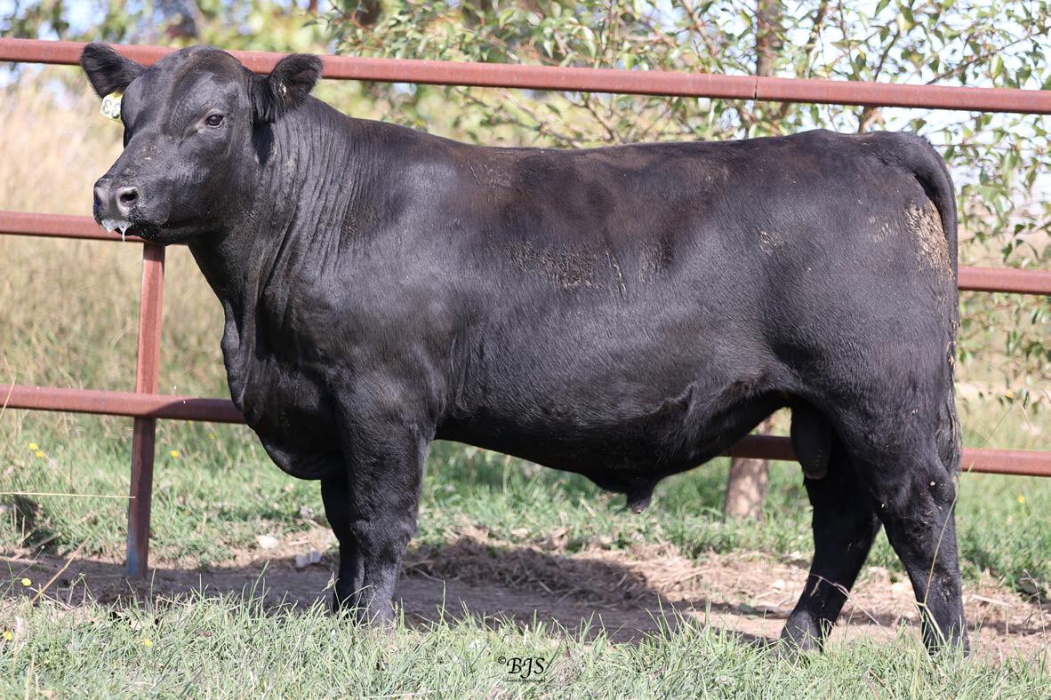 Hillview Angus Inaugural Bull & Female Sale 2023 by kianmapollherefords ...