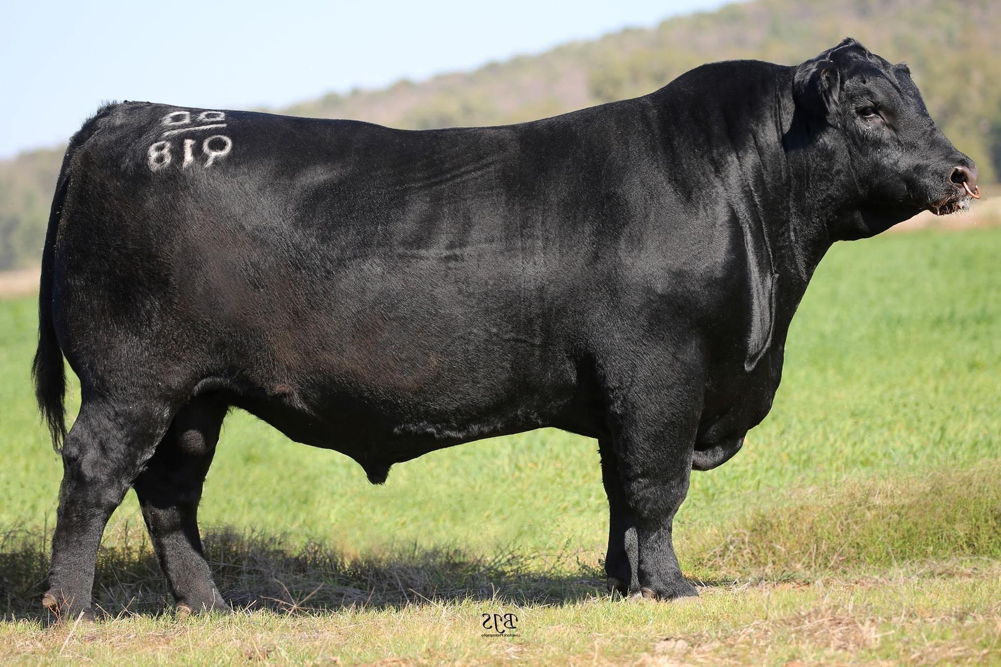 Hillview Angus Inaugural Bull & Female Sale 2023 by kianmapollherefords ...