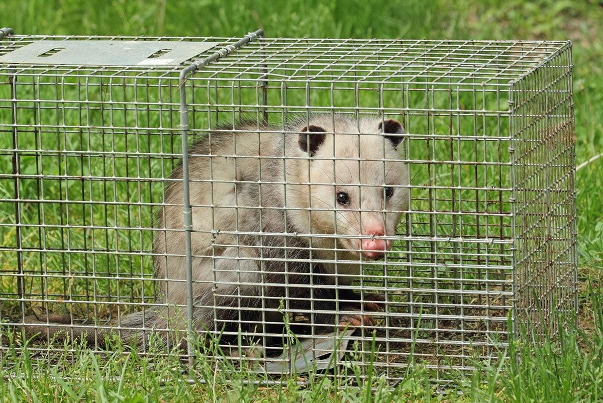 Possum Proofing How to Keep Possums Out of Your Home by 1800 Possums