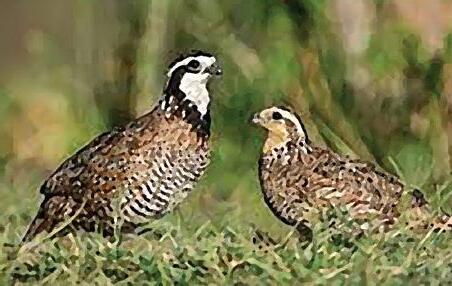 Field Notes: Survival of Quail