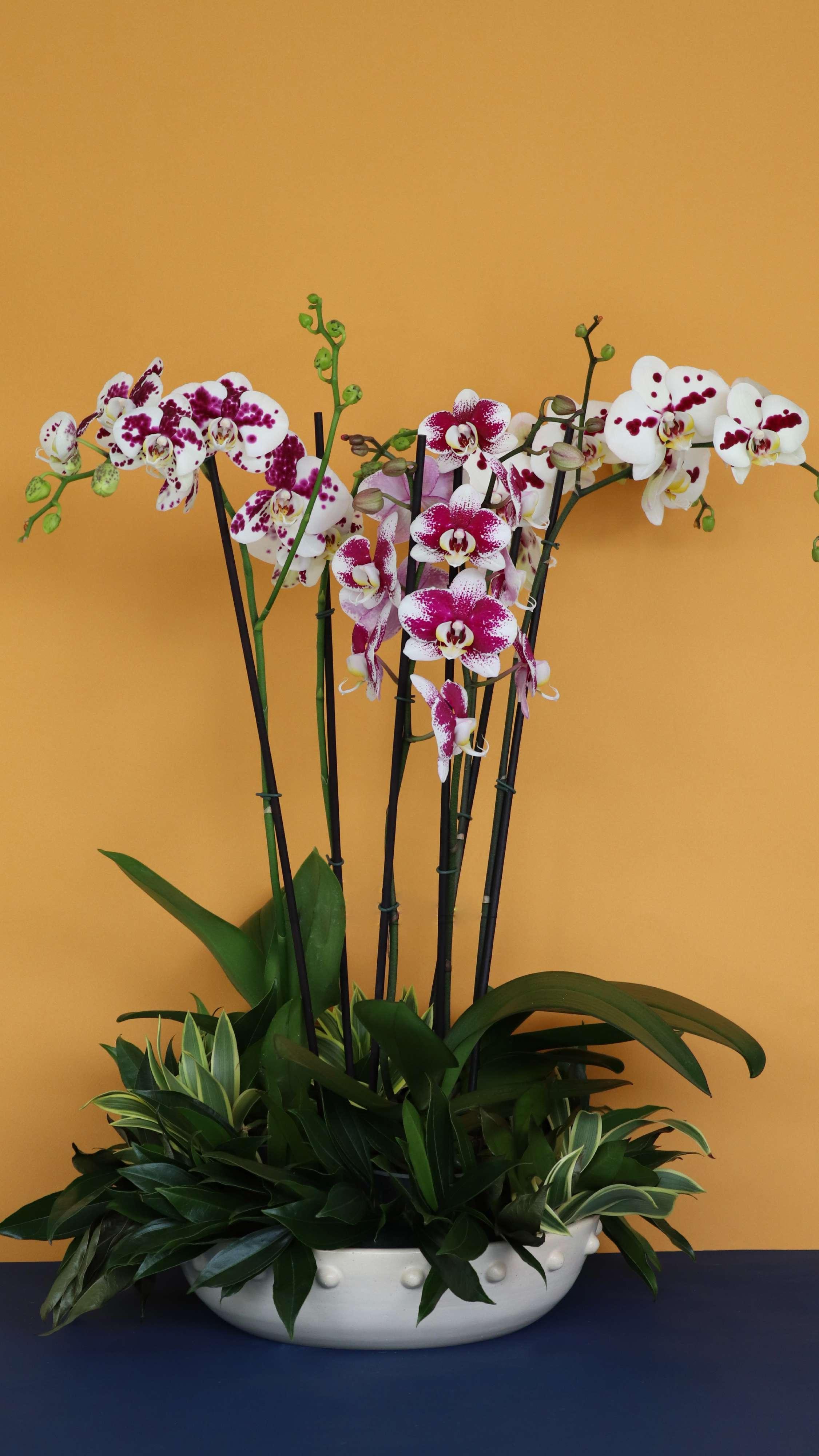 Florería Orquidea Oriental|Mantencion|Curso de orquideas  (@orquideaoriental) · Providencia, image size:2251x4001