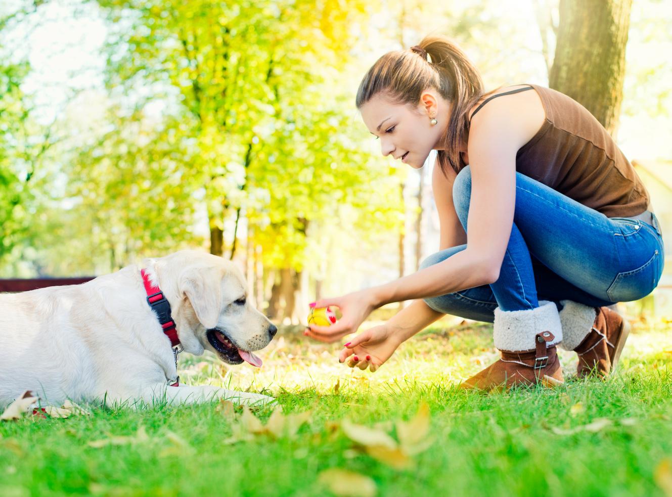 Dog Behavior Training Classes Homeward Bound Animal Behavior and