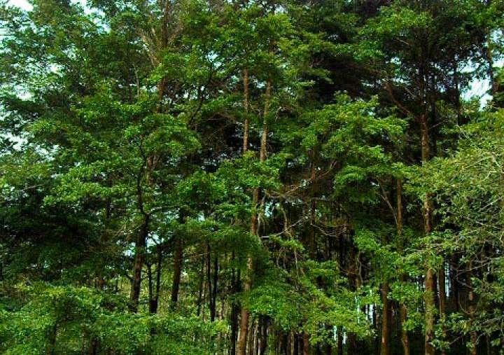 Bosque Latifoliado de Baja Elevación by Hellen Adriana Chinchilla