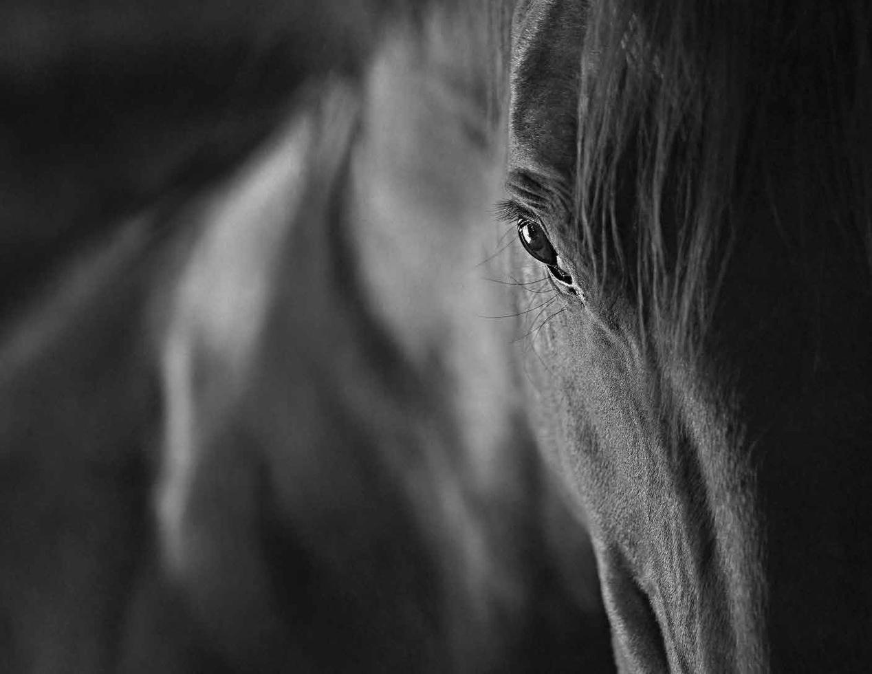 Sterling Equine Catalog by sterlingequine Issuu