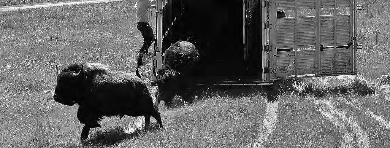 Cover for Bison festival is back at Belwin Conservancy