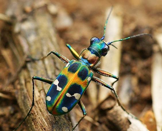 Cover for 2. HỌ HỔ TRÙNG (Cicindelidae)