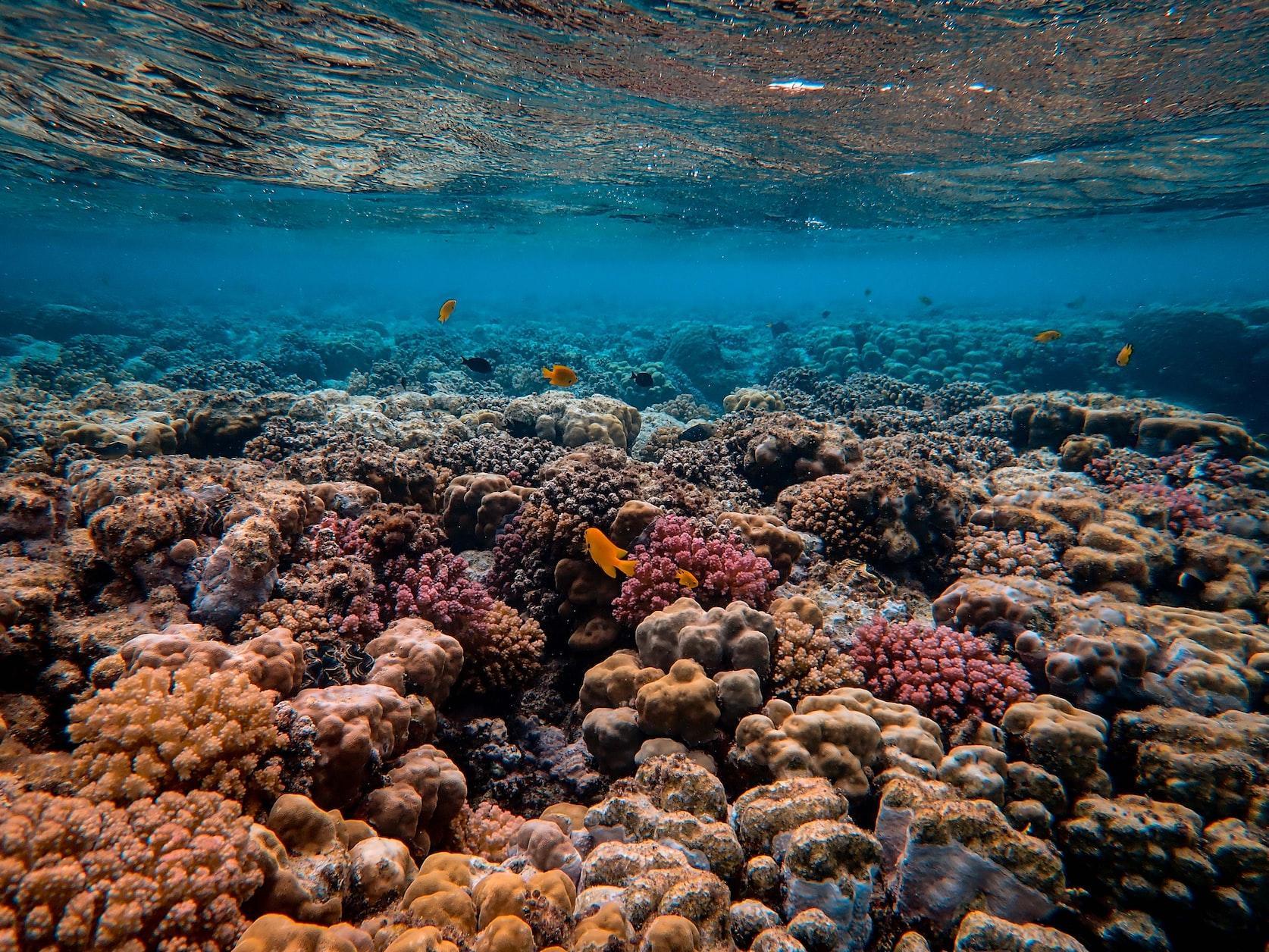 Cover for Ocean Acidification: The Chemical Changing of Our World
