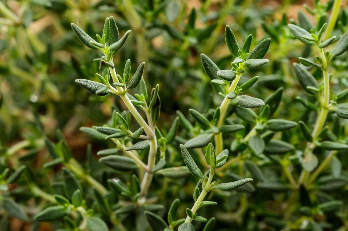 8 Health Benefits Of Thyme by Vagad Agro Services Issuu
