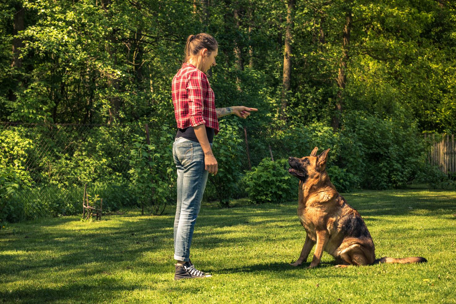 Dog Training in Des Moines Homeward Bound Animal Behavior & Training