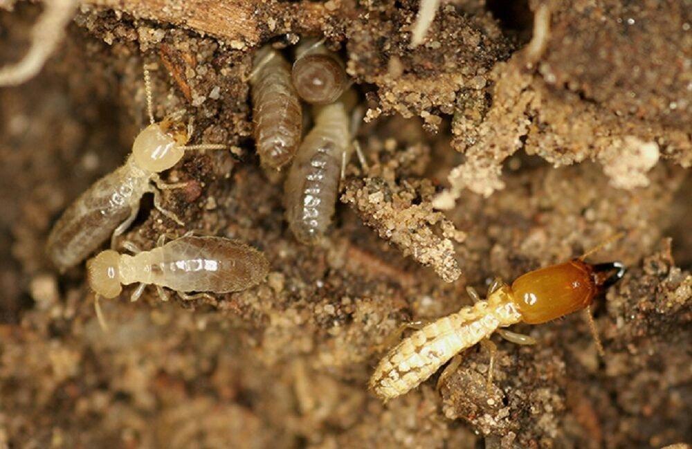 A Conclusive Guide on Working of Pest Control And Inspection by