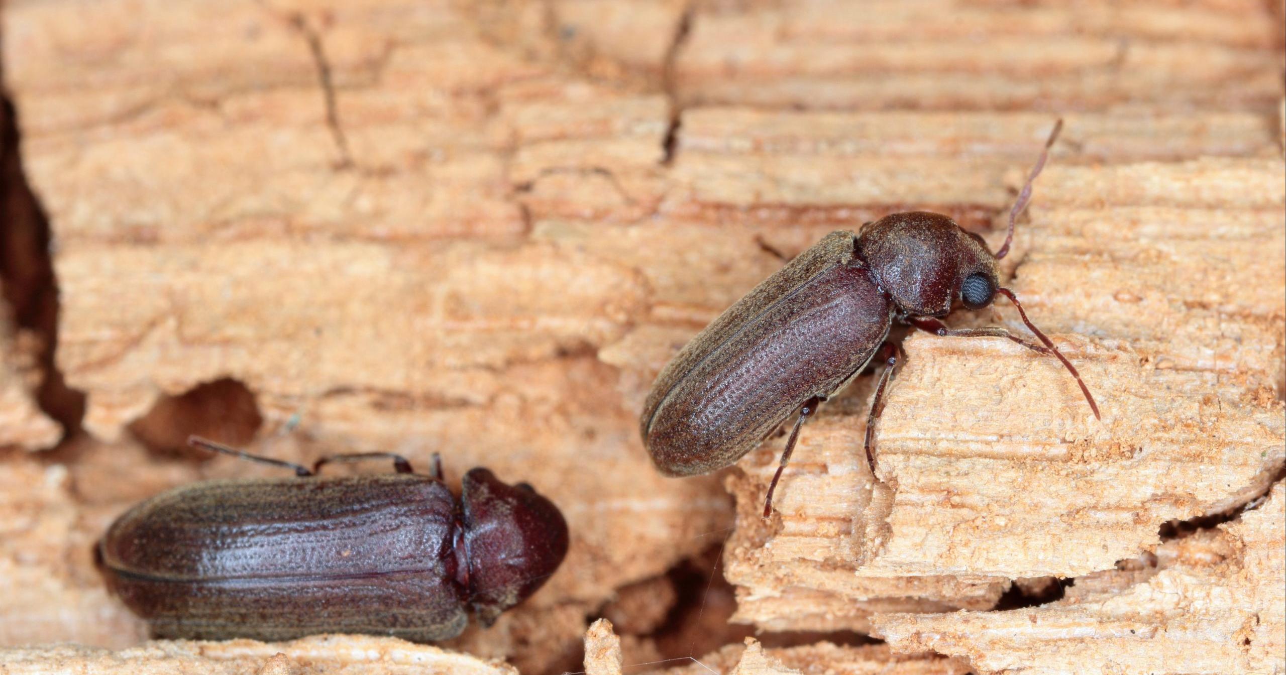 Everything You Need to Know About Wood Boring Beetles The Ultimate