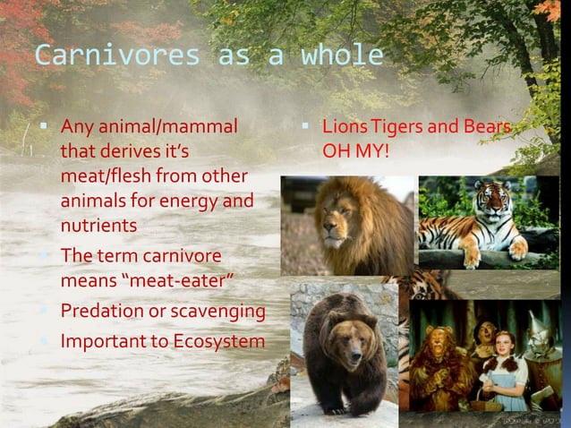 Carnivores by Elizabeth Kelso Biology Diagrams