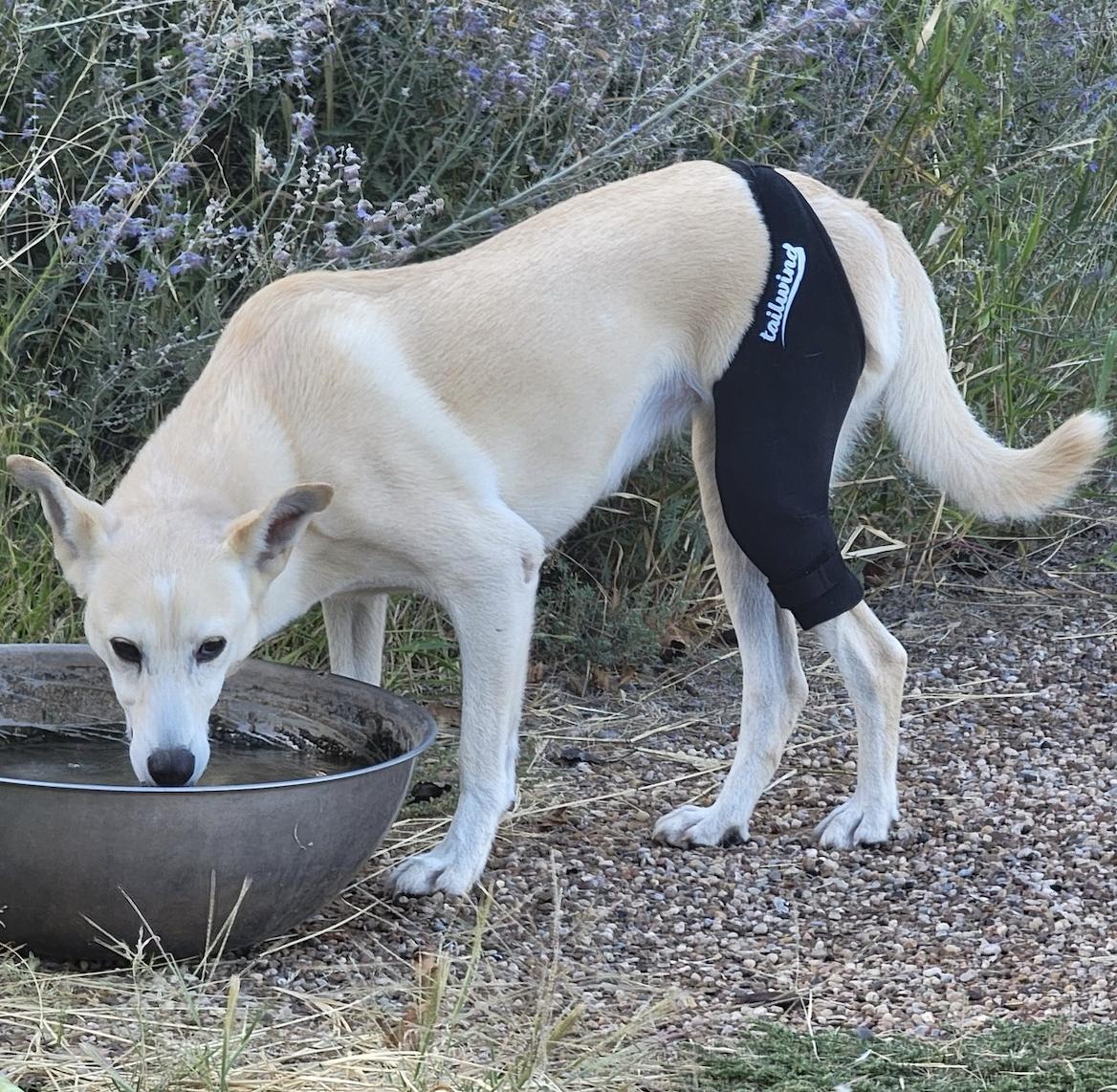 Dog Knee Braces For Joint Pain What Do They Do By Tailwindpets Issuu dog-knee-braces-for-joint-pain-what-do-they-do-by-tailwindpets-issuu