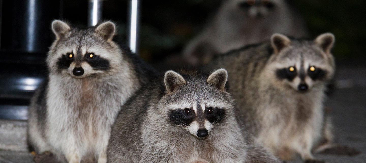 Animal Control Service San Antonio by Pitter