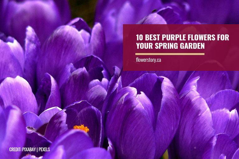 10 Best Purple Flowers for Your Spring Garden by Flower Story Issuu