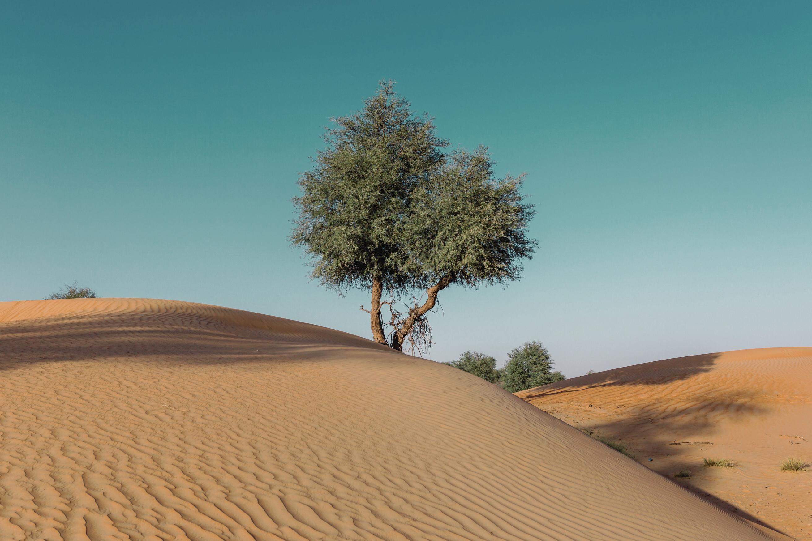 Impact of Climate Change on Ancient Trees in the Middle East WSP in