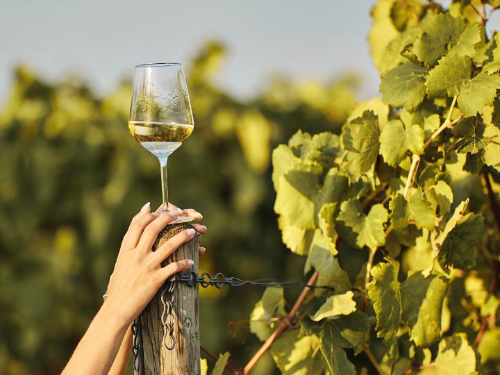 An Oenophile's Journey Exploring NonAlcoholic White Wine Terroirs by