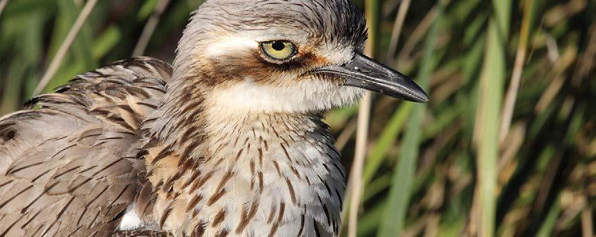 Cover for ICONIC AUSTRALIAN ANIMALS AND WHERE TO FIND THEM ON THE GOLD COAST