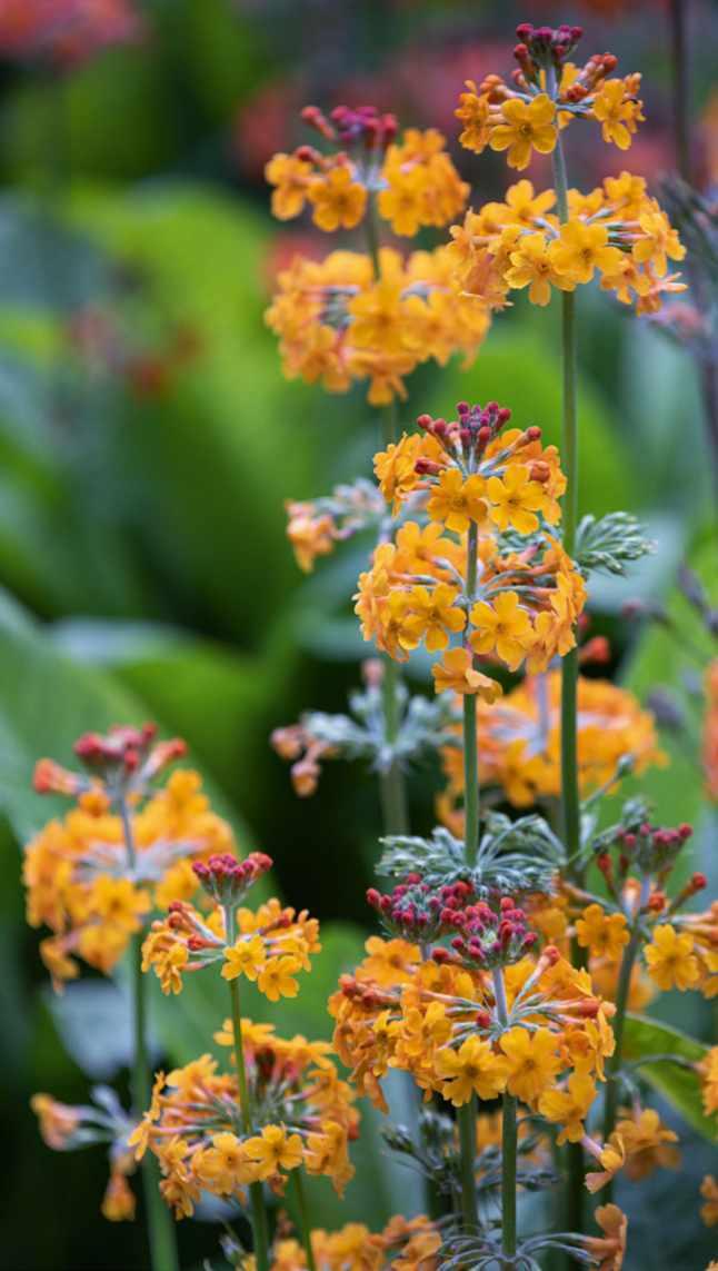 Pennisetum thunbergii 'Red Buttons' - Buy Online at Annie's Annuals