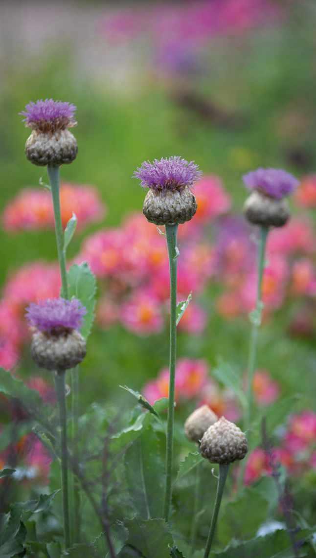 The best perpetual carnations to grow in your garden - Gardens Illustrated