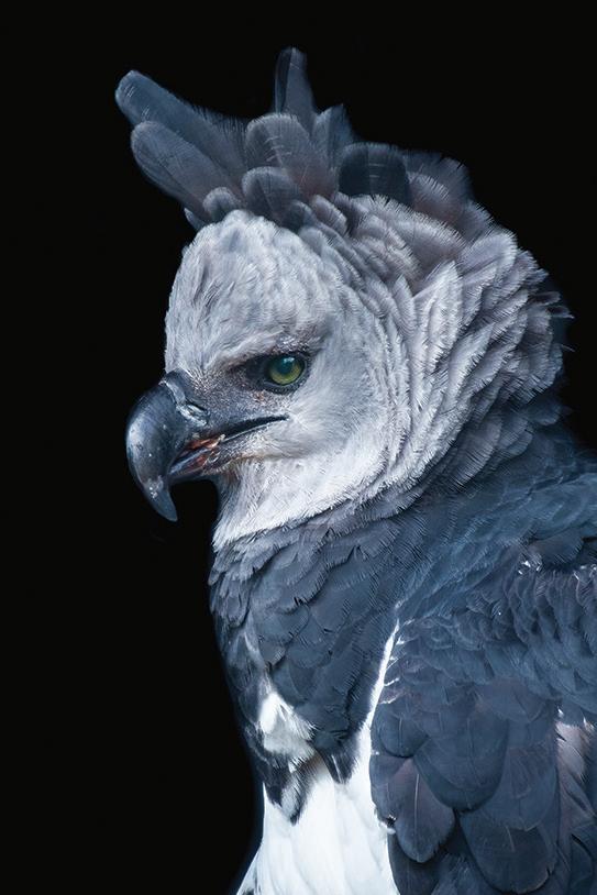 This digital drawing of an eagle-harpy eagle is a tribute to the majesty of  the